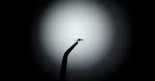 ডেঙ্গু নিয়ন্ত্রণে আশার আলো ব্রাজিলে; প্রজনন ঘটানো হচ্ছে ওলবাকিয়া ব্যাকটেরিয়াবাহী মশার